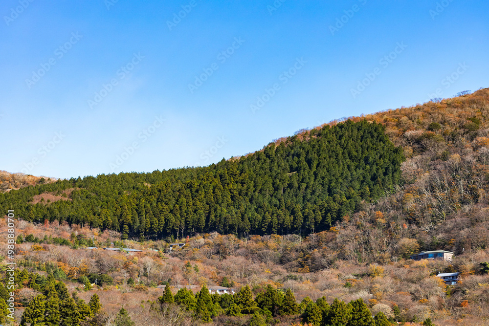 Fototapeta premium Lush Green Forest Against a Vibrant Autumn Landscape