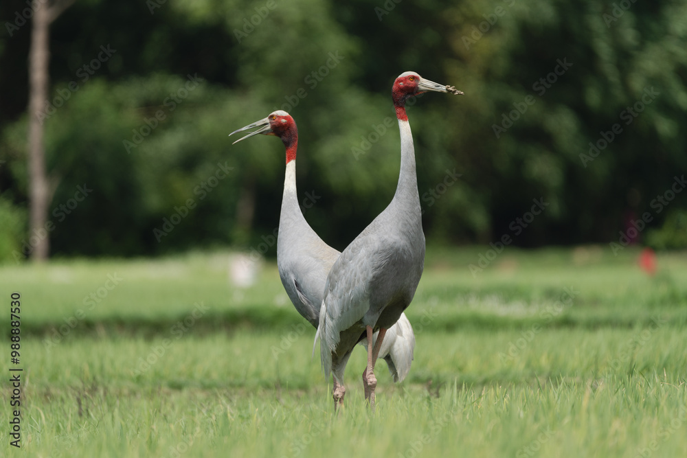 Φωτογραφία Pair of Sarus Crane (Grus antigone) in the farmland, the tallest flying bird in the world