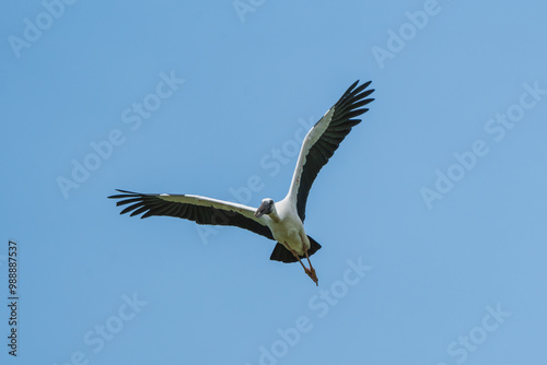 Asian Openbill in flight. The Asian openbill or Asian openbill stork (Anastomus oscitans ) is a large wading bird in the stork family Ciconiidae.