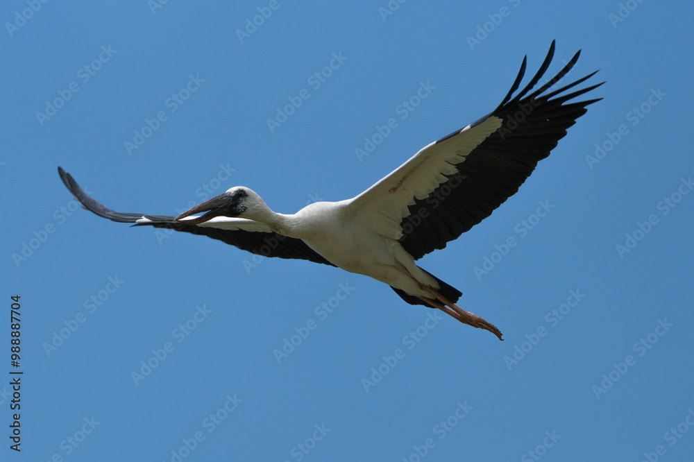 Asian Openbill in flight. The Asian openbill or Asian openbill stork (Anastomus oscitans ) is a large wading bird in the stork family Ciconiidae. Asian Openbill in flight. The Asian openbill or Asian openbill stork (Anastomus oscitans ) is a large wading bird in the stork family Ciconiidae.
