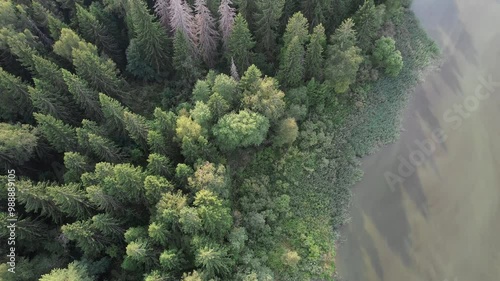 Aerial drone view of the dying forests. Drought and the invasion of bark beetles, global warming and climate change. High-quality 4k footage