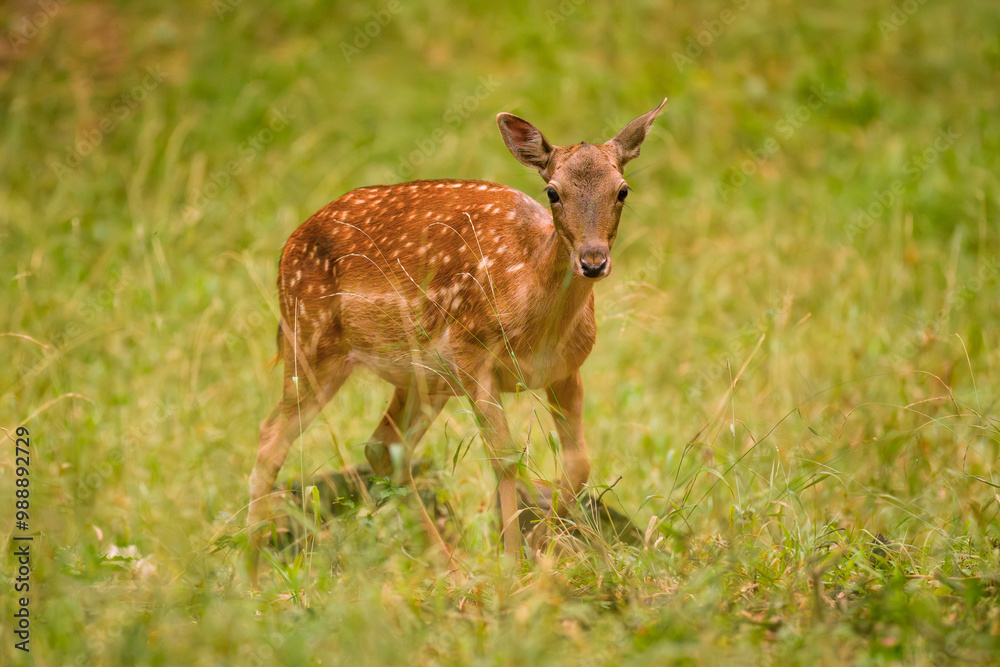 Female Fallow Deer, Dama dama, grazing on autumn colored meadow. Wildlife scene in Europe. Female Fallow Deer, Dama dama, grazing on autumn colored meadow. Wildlife scene in Europe.