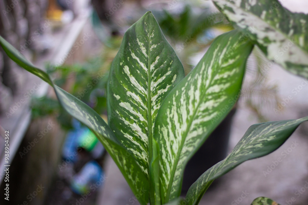 Fototapeta premium Green Leaf Plant with White Streak Patterns