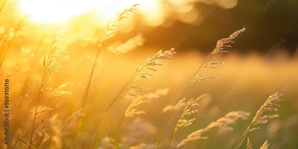 Tall Grass Swaying in the Breeze at Sunset Tall Grass Swaying in the Breeze at Sunset