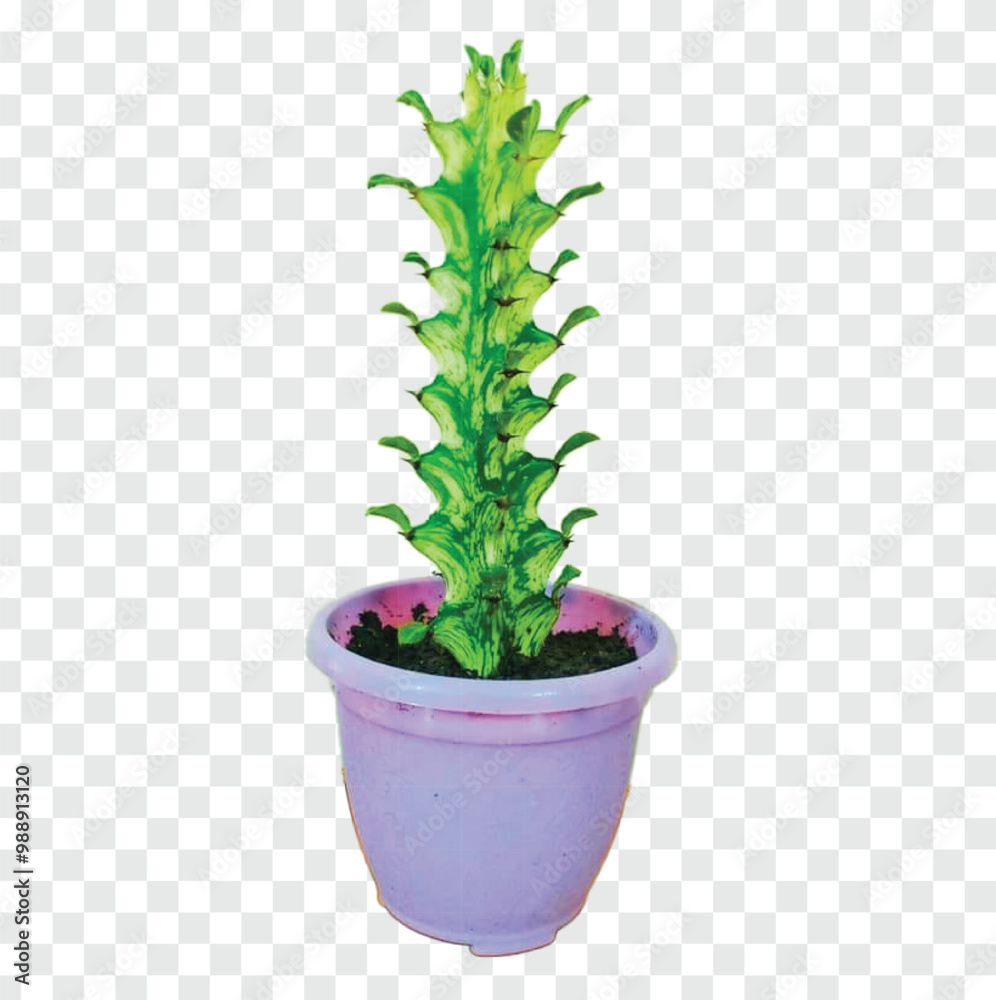 Fototapeta premium cactus in flowerpot