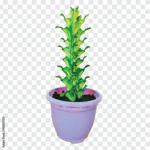 cactus in flowerpot