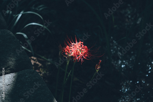 光に照らされる彼岸花