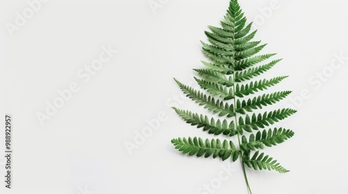 Minimalist fern leaf print on a white background