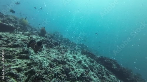 Wallpaper Mural Air bubbles underwater. Air bubbles rise to the surface through the sea floor covered with a coral reef. Torontodigital.ca