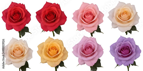 Four roses of different colors - red, pink, yellow, and purple with Transparent Background