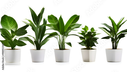 Modern indoor plant isolate on white background