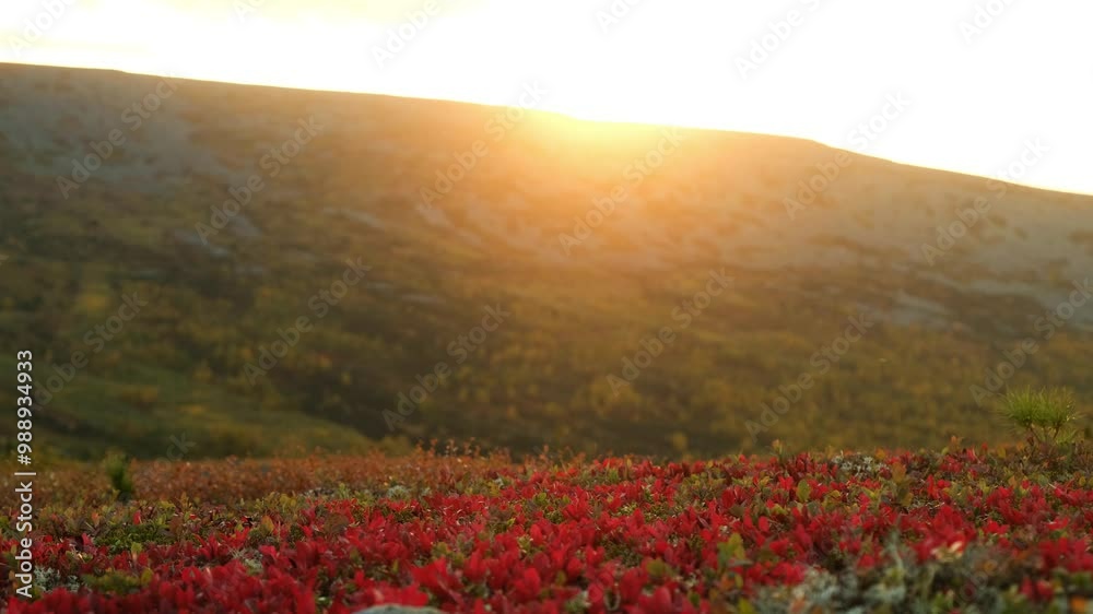 Golden sunset illuminating a vibrant autumn tundra landscape with rolling hills and colorful vegetation in the foreground. Golden sunset illuminating a vibrant autumn tundra landscape with rolling hills and colorful vegetation in the foreground.