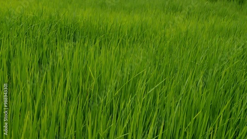 rice plants in green fields