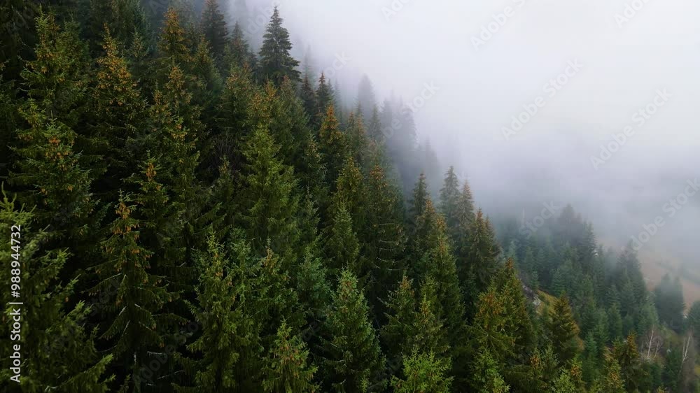 fog hill coniferous forest mountain drone view flyby fog hill coniferous forest mountain drone view flyby