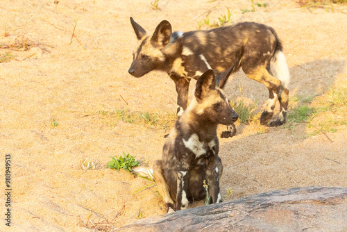 African Wild Dog or Painted Dog ( Lycaon pictus) puppies at dawn Kruger National Park, South Africa. IUCN Red List Endangered photo