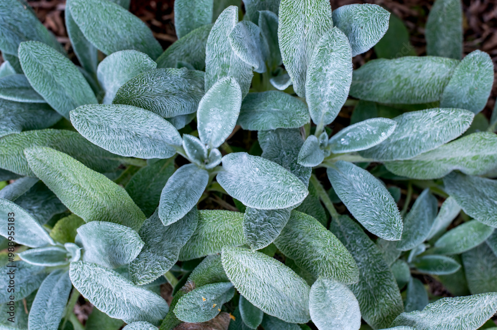 Fototapeta premium Lamb's-ears (Stachys byzantina) leaf texture background