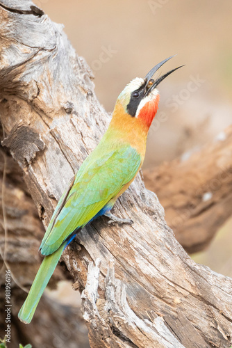 White-fronted Bee-eater (Merops bullockoides) swallowing bee prey, Limpopo, South Africa photo