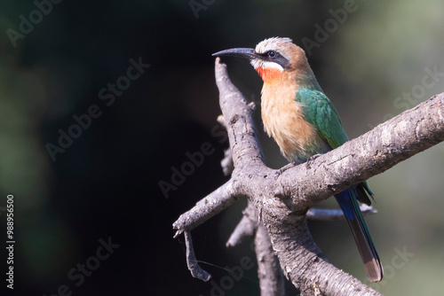 White-fronted Bee-eater (Merops bullockoides) perched in dead tree in forest habitat, Limpopo, South Africa photo