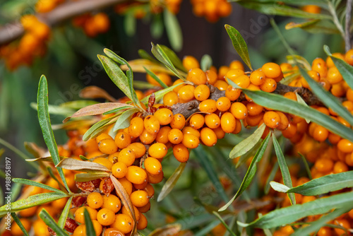 Ripe sea buckthorn berries on a branch. Hippophae - deciduous shrubs in the family Elaeagnaceae. Ready for harvest photo