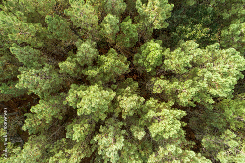 treetops in a pine forest, top view with drone