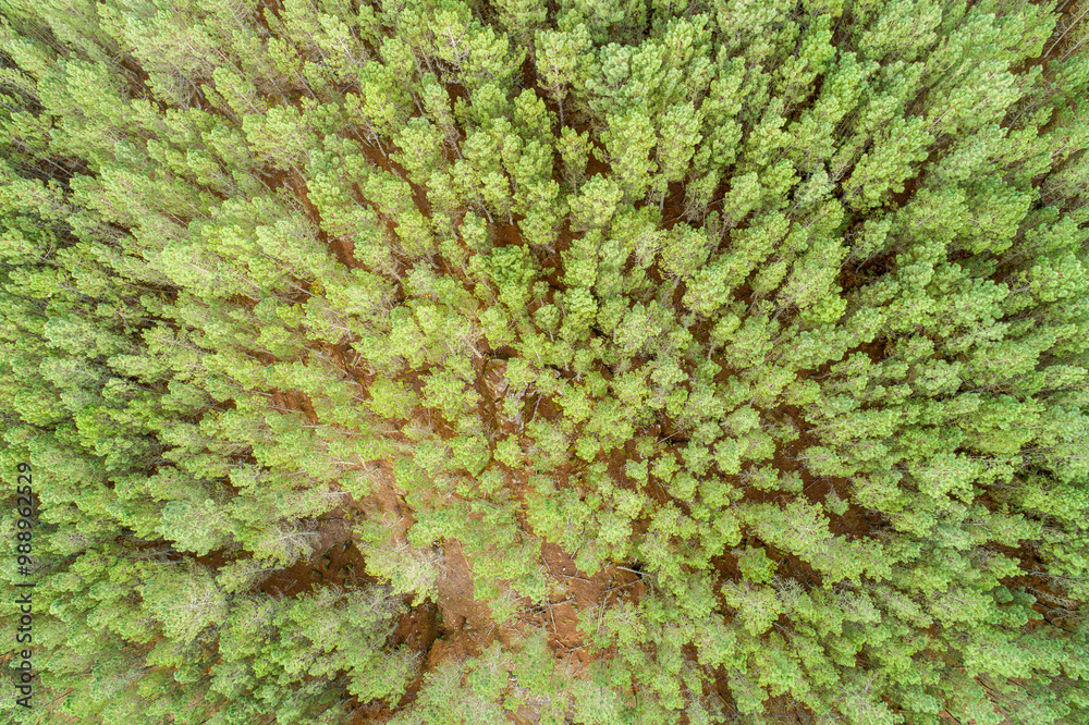 overhead view of a pine forest from a drone, nature concept overhead view of a pine forest from a drone, nature concept