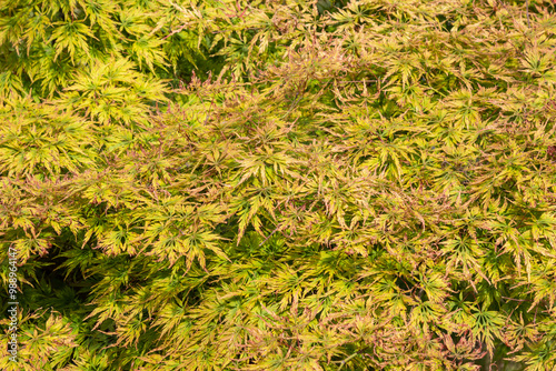 Yellowed foliage on a tree. Plant background. Closeup.