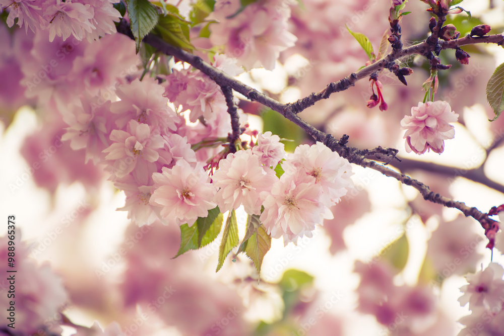 Sakura flowers blooming, spring seasonal Easter background Sakura flowers blooming, spring seasonal Easter background