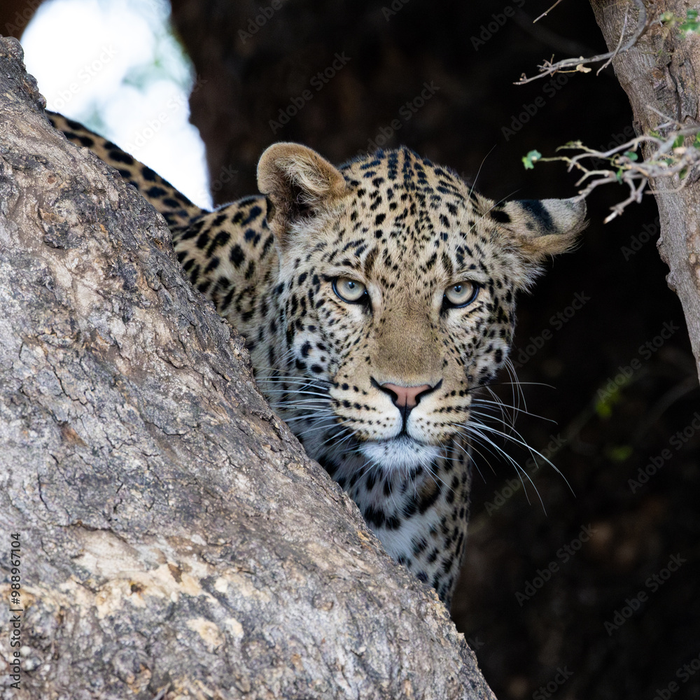 Fototapeta premium a male leopard in a big mashatu tree