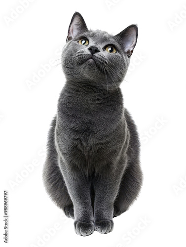 Joyful Chartreux Cat Sitting on White Background