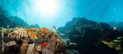 Panel kuchenny z motywem Underwater Tropical Corals Reef with Colorful Sea Fish . Marine Life Sea World . Tropical Colourful Underwater Seascape