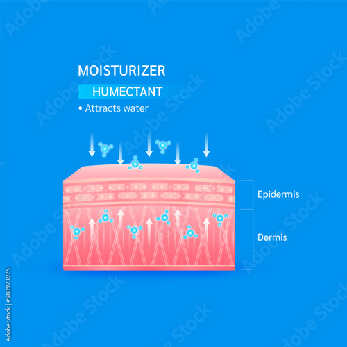 Moisturizer humectants. Attract water for normal or skin that lacks water helps keep skin youthful. Collagen solution and hyaluronic acid serum. For cosmetic advertising medical beauty. Vector EPS10.