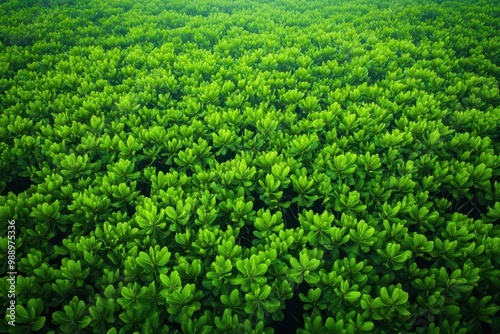 A dense mangrove forest protecting the coastline from violent storms, with rich marine biodiversity living in harmony