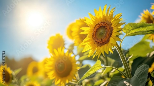 A field of sunflowers under a bright blue sky, showcasing nature's vibrant colors and the warmth of summer.