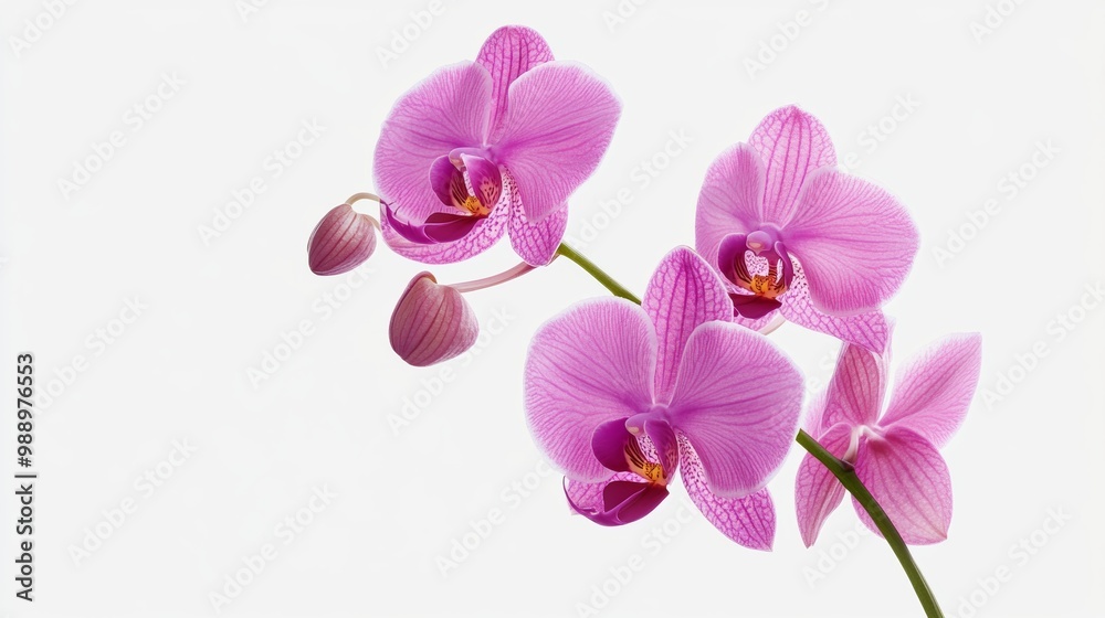 A tropical orchid with bright purple petals, floating against a minimalist white backdrop A tropical orchid with bright purple petals, floating against a minimalist white backdrop