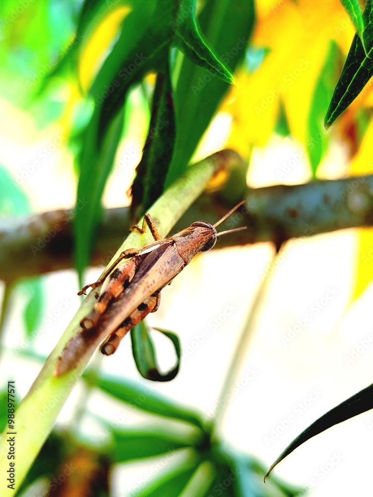 custom made wallpaper toronto digitalleafhopper resting under a lush leaf
