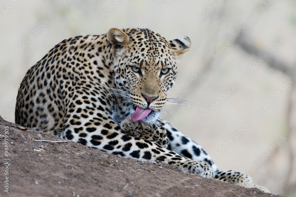 a male leopard eye level next to a termite mound a male leopard eye level next to a termite mound