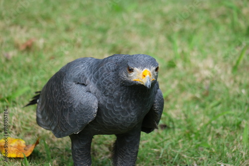 Common Black Hawk spotted in Belize, showcasing its distinctive features while feeding on the ground photo