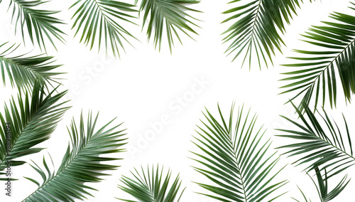 palm leaves frame