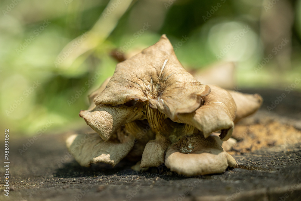 Close-up of mushrooms on a tree stump Close-up of mushrooms on a tree stump