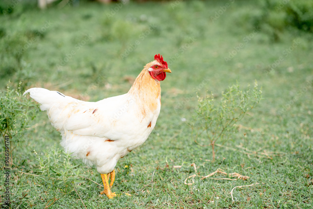 Fototapeta premium White chicken
