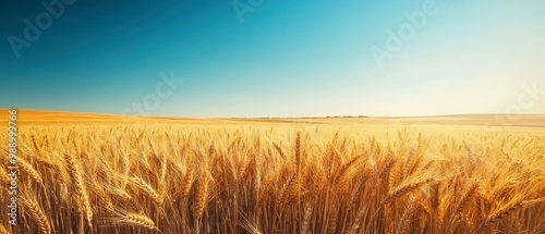 A vast field of golden wheat swaying gently under a clear blue sky, showcasing the beauty of agricultural landscapes and nature's abundance