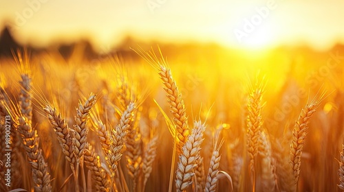 Golden wheat field at sunset, with the sun casting a warm glow, leaving space for copy or text