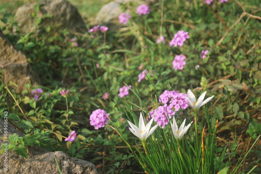 A bed of purple and white flowers over green grass in the garden. Beautiful summer. Selective focus A bed of purple and white flowers over green grass in the garden. Beautiful summer. Selective focus