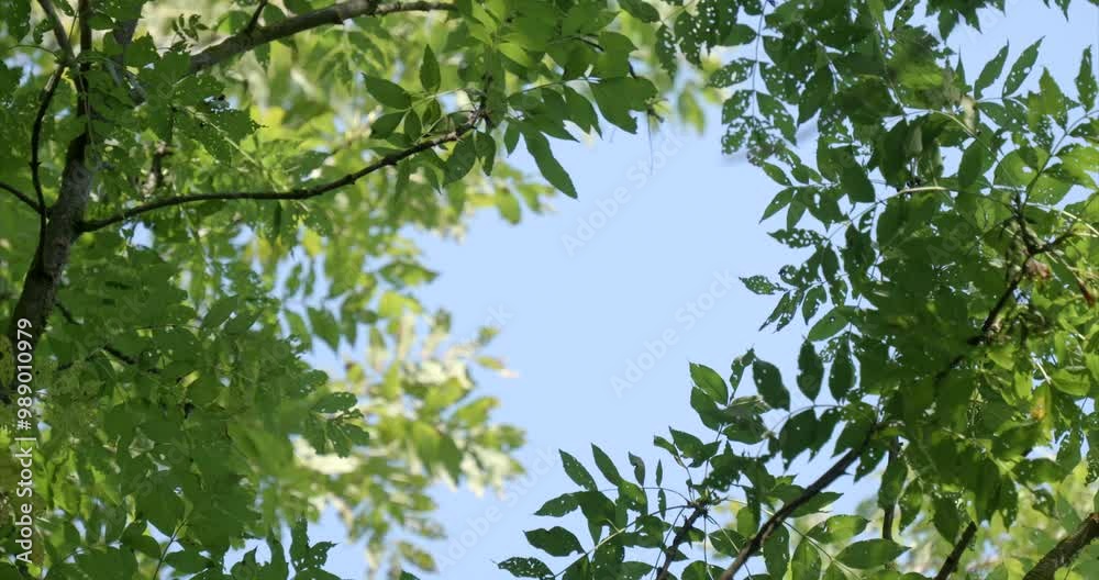 oiseau, nature, arbres, extérieur, plante, feuille, papillon