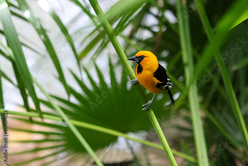 A yellow oriole bird in a tropical rain forest in Cancun, Quintana Roo, Mexico