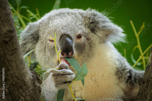 Adorable Koala bear eating leaves and looking at viewer