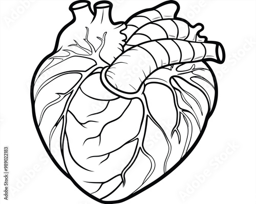 Human heart vector silhouette 