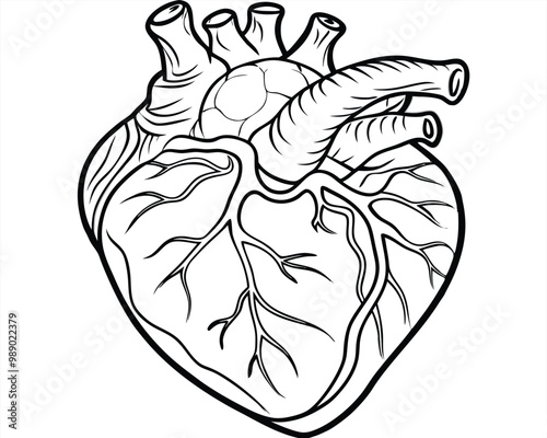 Human heart vector silhouette 