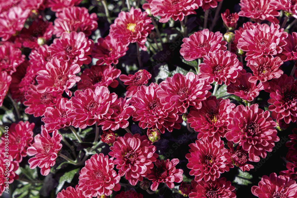 Obraz premium Background with beautiful autumn flowers asters