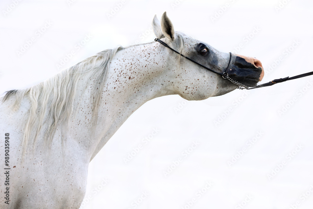 White arabian horse portrait against light stable background